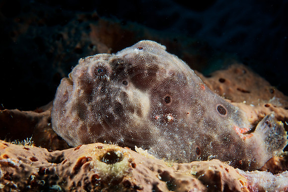 Bonaire Getaway, Bonaire Getaway
