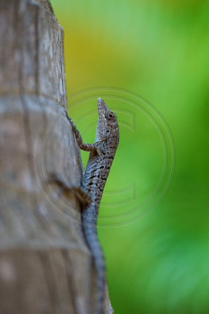 Lizard