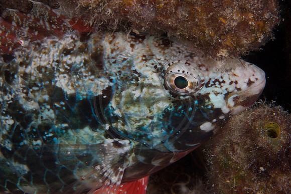Parrotfish