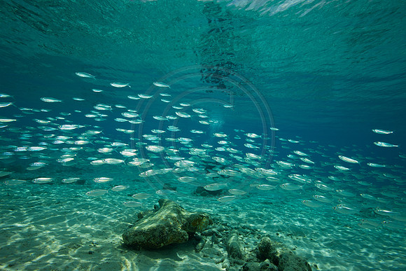 Bonaire Getaway, Bonaire Getaway
