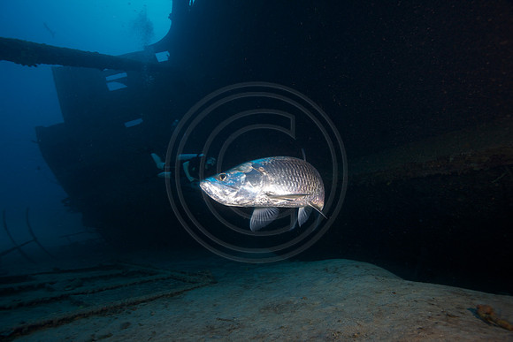 Tarpon