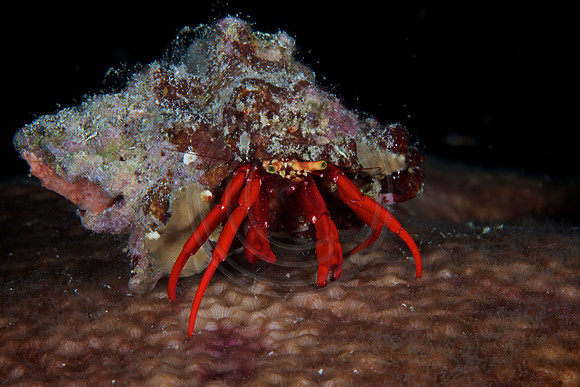 Hermit Crab