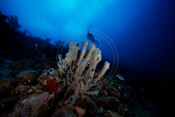 Bonaire Getaway, Bonaire Getaway