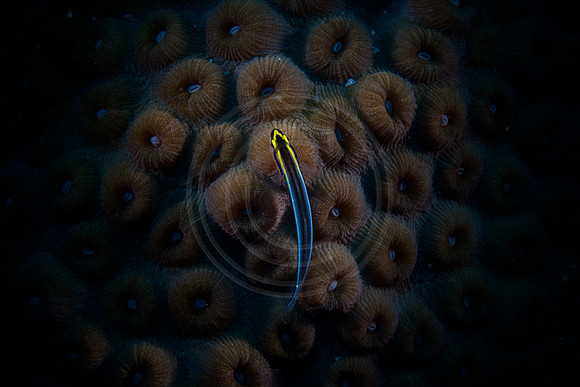 Bonaire Getaway, Bonaire Getaway