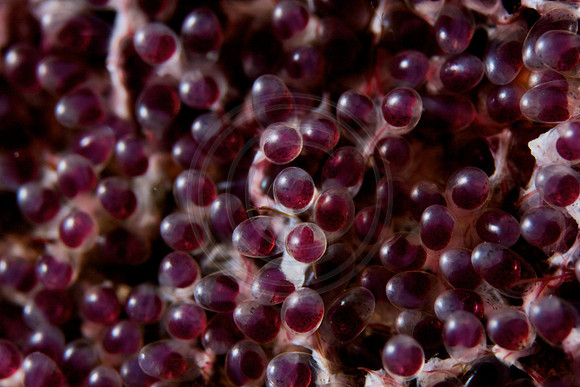 Sgt Major fish eggs