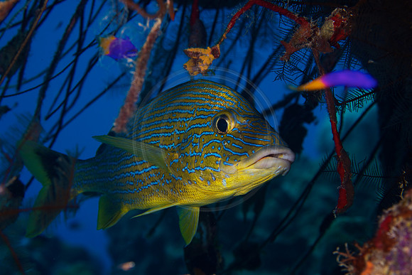 Bonaire Getaway, Bonaire Getaway