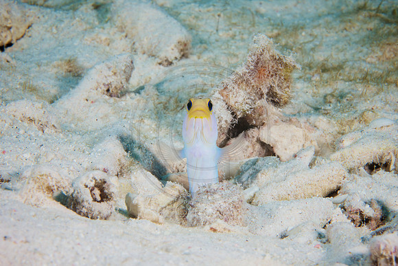 Yellow Headed Jawfish