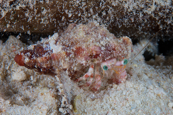 Hermit Crab