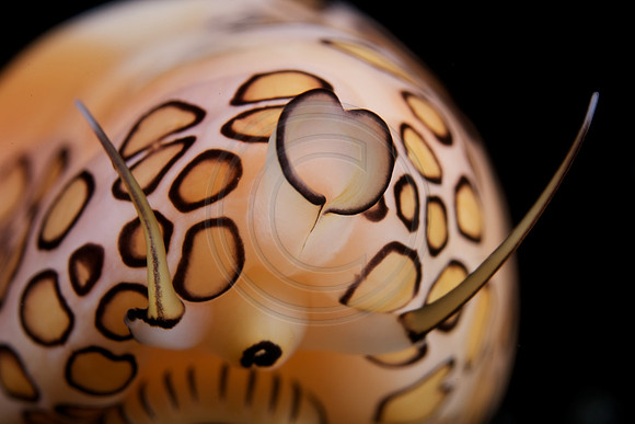 5x life size image of a Flamingo Tongue