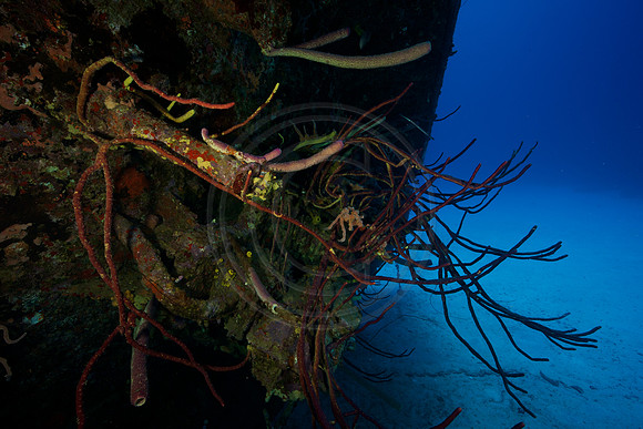 Hilma Hooker Wreck