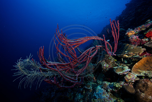Bonaire Getaway, Bonaire Getaway