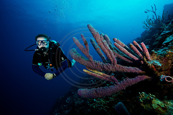 Bonaire Getaway, Bonaire Getaway