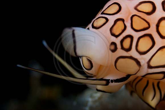 5x life size image of a Flamingo Tongue