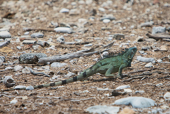 Green Iguana