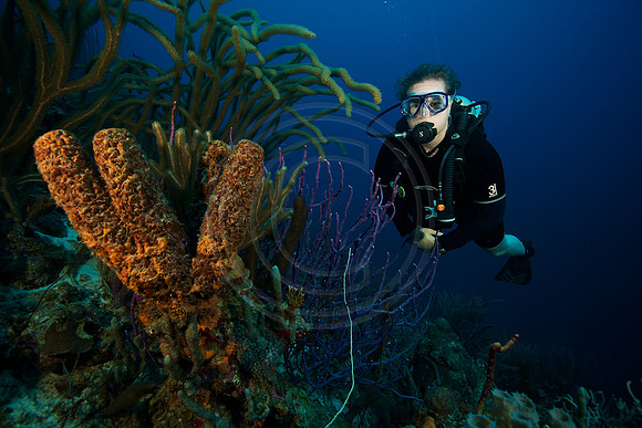 Melissa reef scene