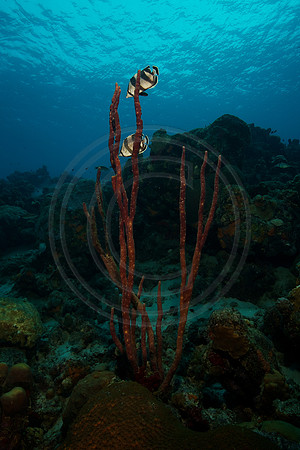 A couple of Butterfly fish use a Rope sponge for cover