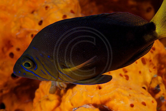 Bonaire Getaway, Bonaire Getaway
