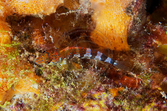 Saddled Blenny