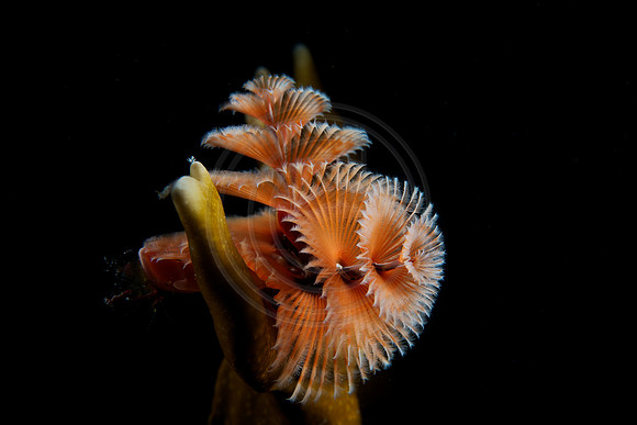 Christmas Tree worm