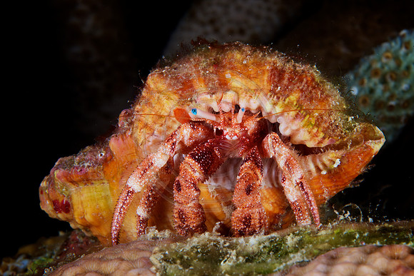 Hermit Crab
