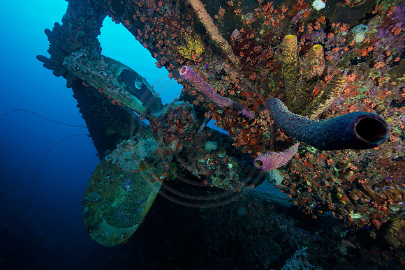 Hilma Hooker propeller