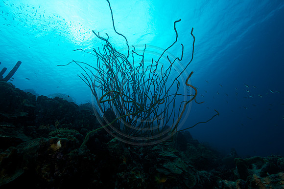 Soft corals on the reef