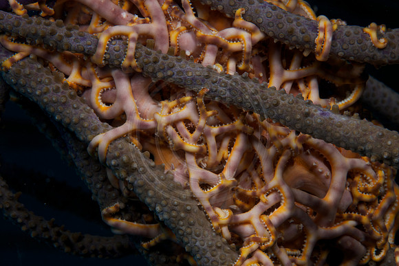 Basket Starfish