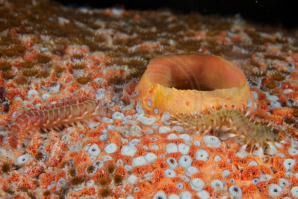 Bonaire Getaway, Bonaire Getaway