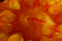 5x life size Yellow Tubestra coral polyp.