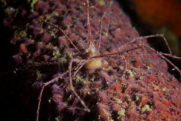 Spider Crab