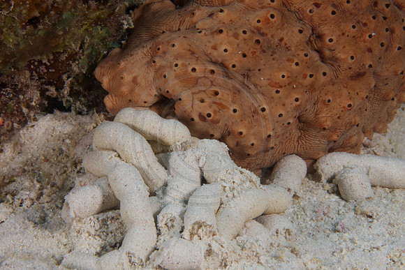 Sea Cucumber shitting