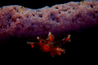 Bonaire Getaway, Bonaire Getaway