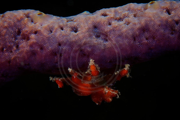 Bonaire Getaway, Bonaire Getaway