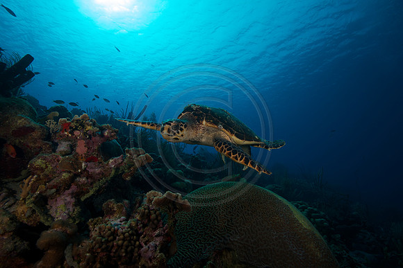 Hawksbill Turtle