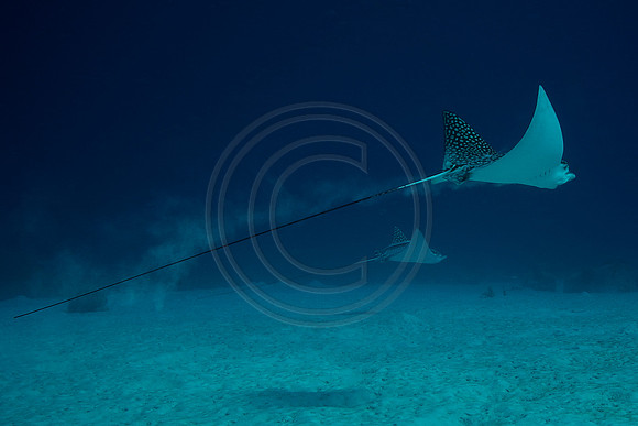 Twin Eagle Rays