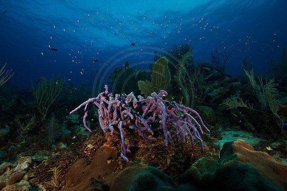 Bonaire Getaway, Bonaire Getaway