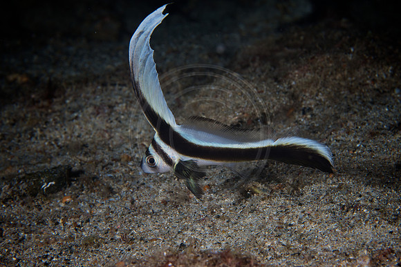 Juvenile Drum
