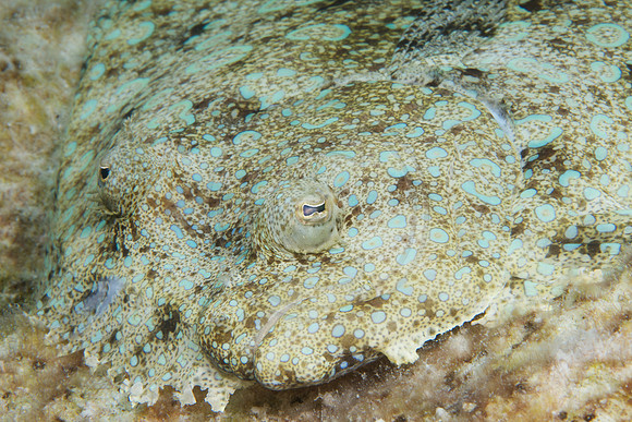 Peacock Flounder