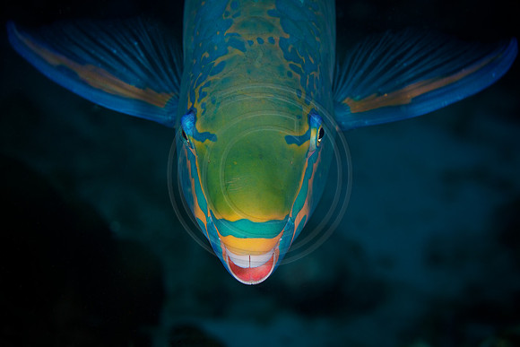 Queen Parrotfish