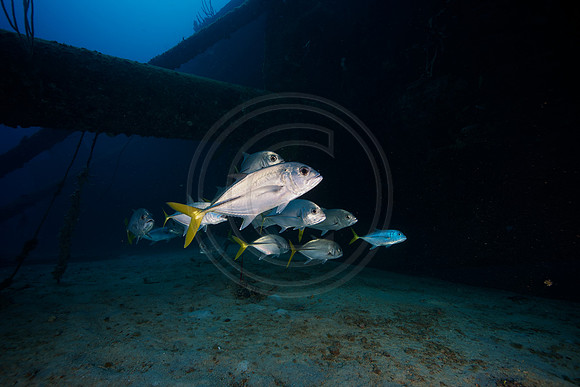 Melissa and scooter on the HilmaHooker wreck