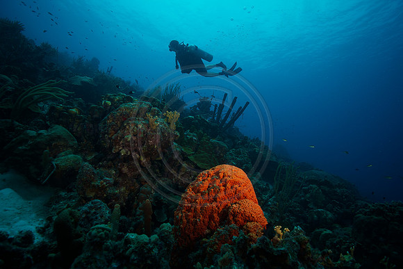 Melissa hangs over a large Elephant ear sponge