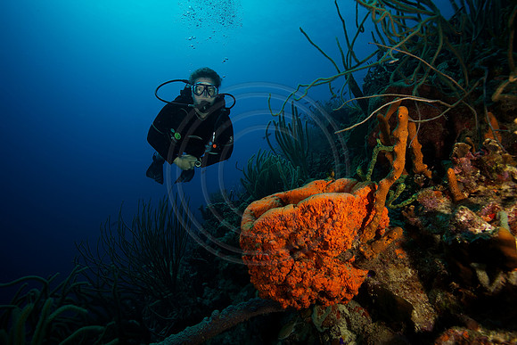 Melissa reef scene
