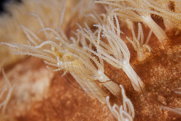 Small polyps