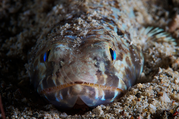 Lizard Fish