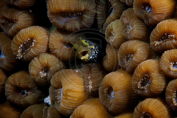 Secretary Blenny
