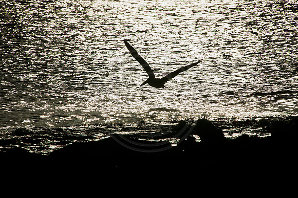 Pelican in flight at sunset