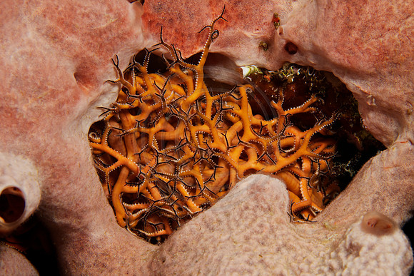 Basket Starfish sleeping in a sponge