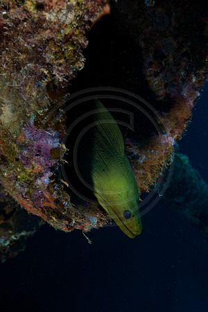 Green Moray on the Melissa and Tarpon on the Hilma Hooker Wreck