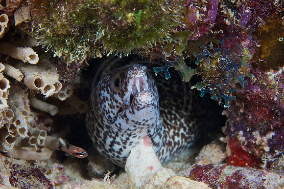 Spotted Moray