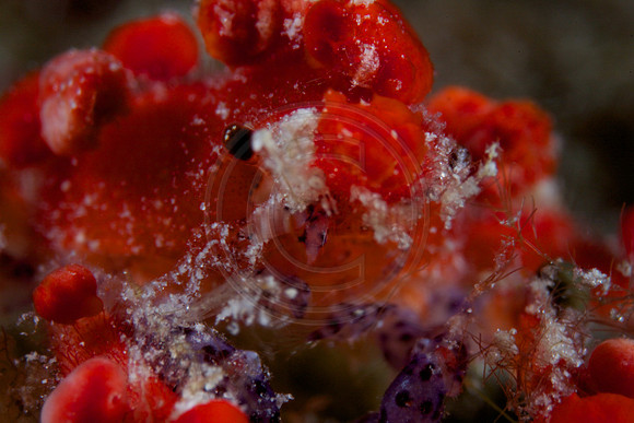 Bonaire Getaway, Bonaire Getaway
